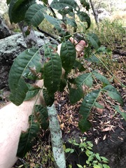 Flindersia australis