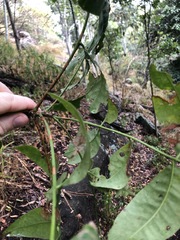 Flindersia australis