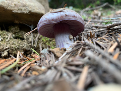 Cortinarius subolivascens