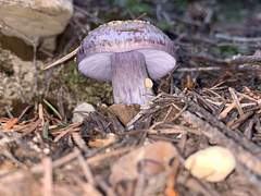 Cortinarius subolivascens