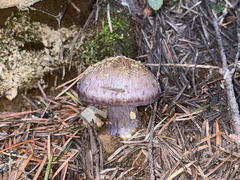 Cortinarius subolivascens