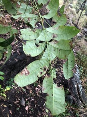 Flindersia australis