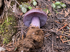 Cortinarius subolivascens
