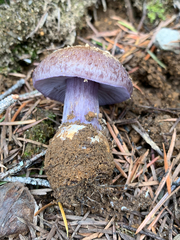 Cortinarius subolivascens