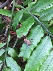 Cryptoderma formosense