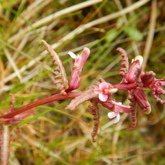Pedicularis parviflora