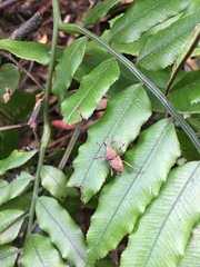 Cryptoderma formosense
