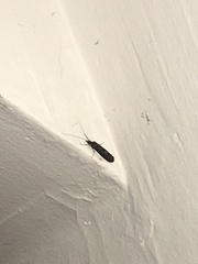 Annulipalpia