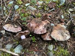 Cortinarius subolivascens