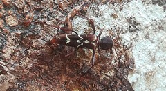 Neoclytus cacicus