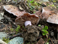 Cortinarius subolivascens