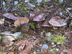 Cortinarius subolivascens