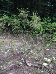 Cortinarius subolivascens