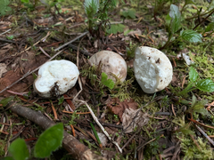 Handkea fumosa