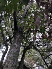 Flindersia australis