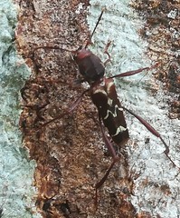 Neoclytus cacicus