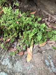 Cheilanthes sieberi