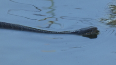 Nerodia erythrogaster