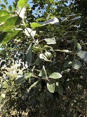 Ficus opposita