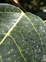 Ficus opposita
