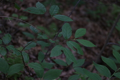 Calycanthus floridus