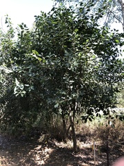 Ficus opposita