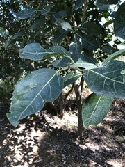 Ficus opposita