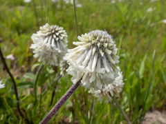 Trifolium eriocephalum