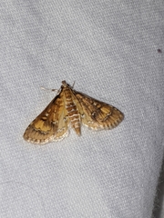 Niphograpta albiguttalis