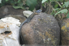 Sceloporus aureolus