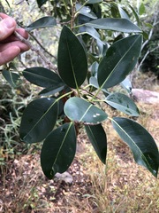 Ficus obliqua