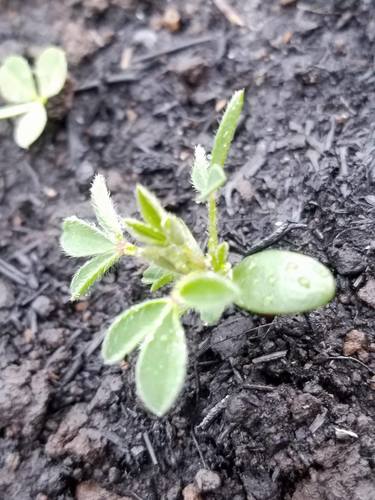 Ulex europaeus iNat (1)