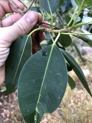 Ficus obliqua