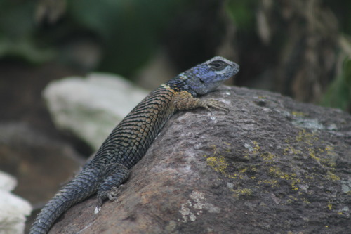 Southern Crevice Spiny Lizard