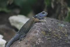 Sceloporus aureolus