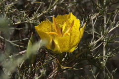 Calochortus weedii
