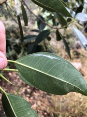 Ficus obliqua