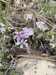Phlox alyssifolia