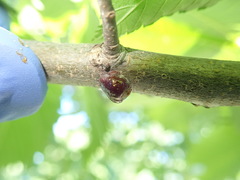 Parthenolecanium corni