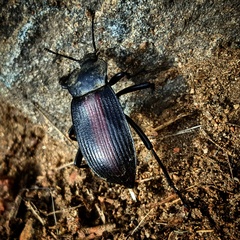 Eleodes suturalis