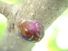 Parthenolecanium corni