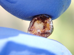 Parthenolecanium corni