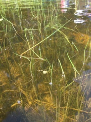 Sagittaria cristata