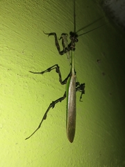 Vates pectinata
