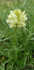 Oxytropis campestris