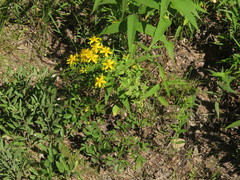Hypericum pseudomaculatum