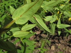 Hypericum pseudomaculatum