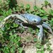 Blue Land Crab - Photo (c) barloventomagico, some rights reserved (CC BY-NC-ND)