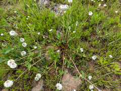 Trifolium eriocephalum