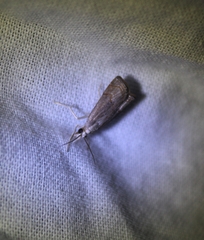 Parapediasia decorellus